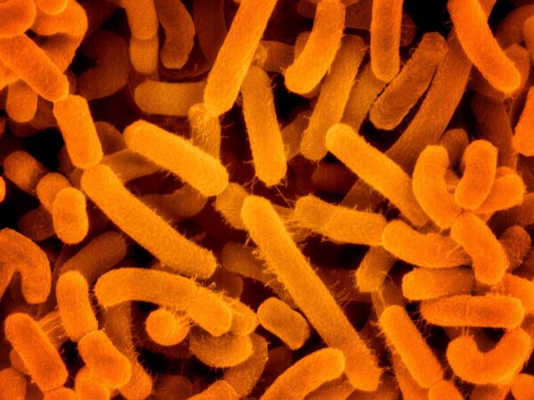 Kajian Rabu, Mengenali Agrobacterium Tumefaciens