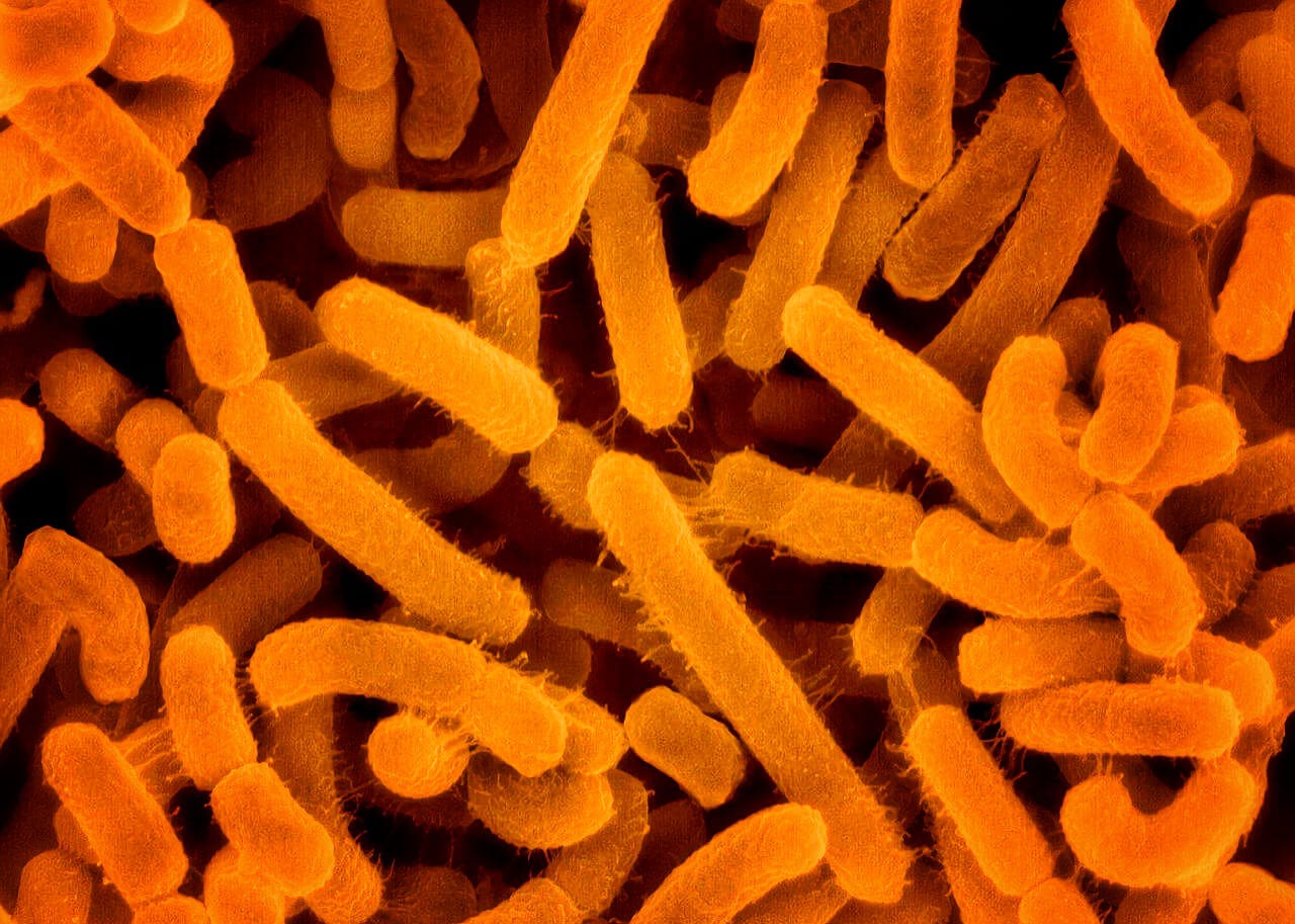 Kajian Rabu, Mengenali Agrobacterium Tumefaciens